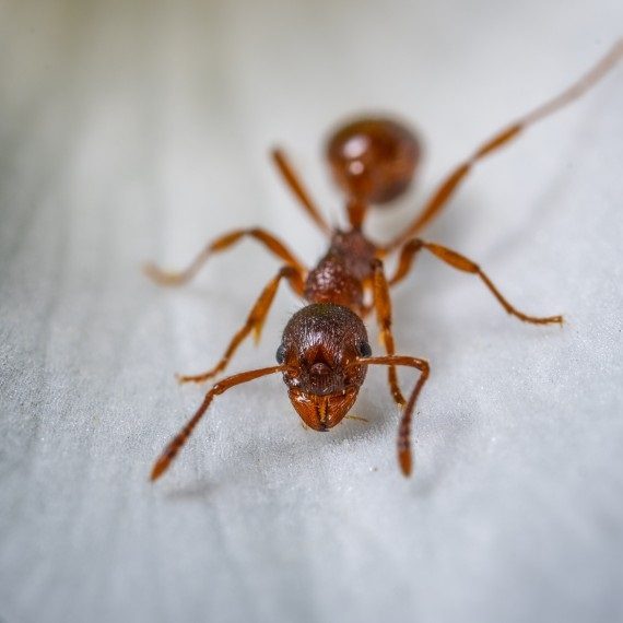 Field Ants, Pest Control in Foots Cray, DA14. Call Now! 020 8166 9746
