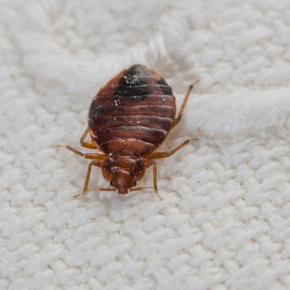 Bed Bugs, Pest Control in Foots Cray, DA14. Call Now! 020 8166 9746