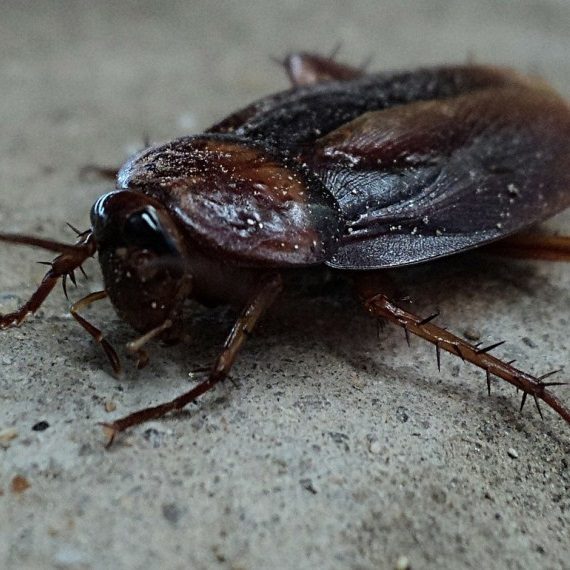 Cockroaches, Pest Control in Foots Cray, DA14. Call Now! 020 8166 9746