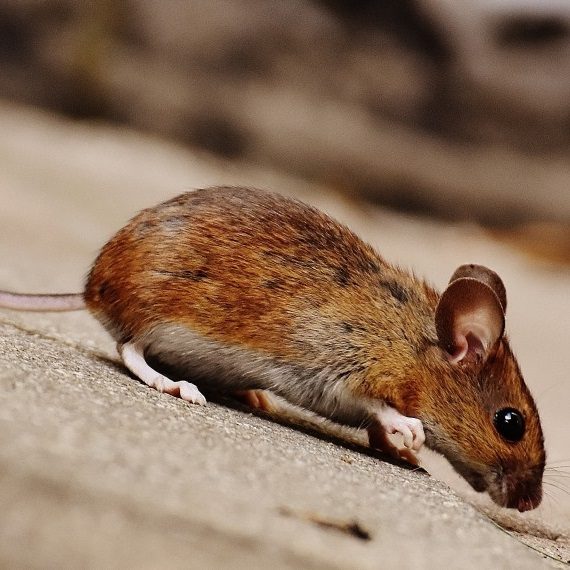Mice, Pest Control in Foots Cray, DA14. Call Now! 020 8166 9746