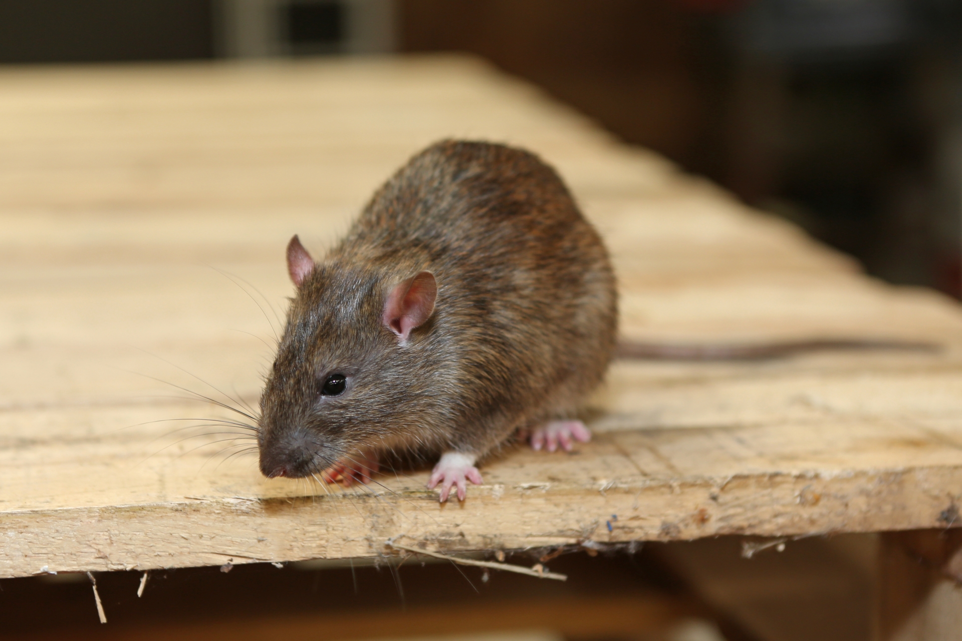 Rat Infestation, Pest Control in Foots Cray, DA14. Call Now 020 8166 9746