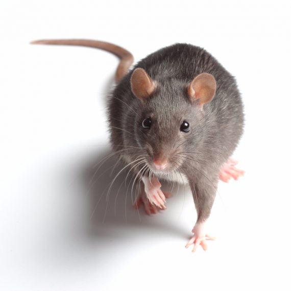 Rats, Pest Control in Foots Cray, DA14. Call Now! 020 8166 9746