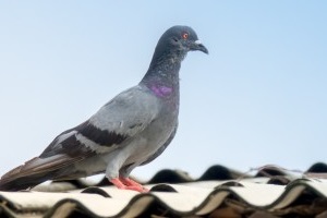 Pigeon Pest, Pest Control in Foots Cray, DA14. Call Now 020 8166 9746