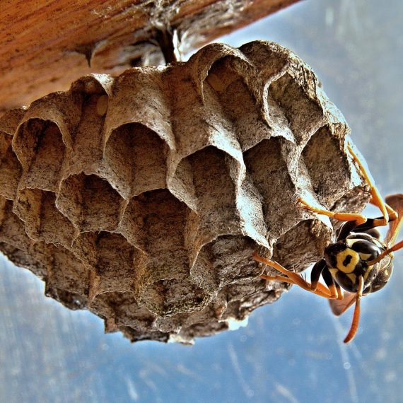 Wasps Nest, Pest Control in Foots Cray, DA14. Call Now! 020 8166 9746